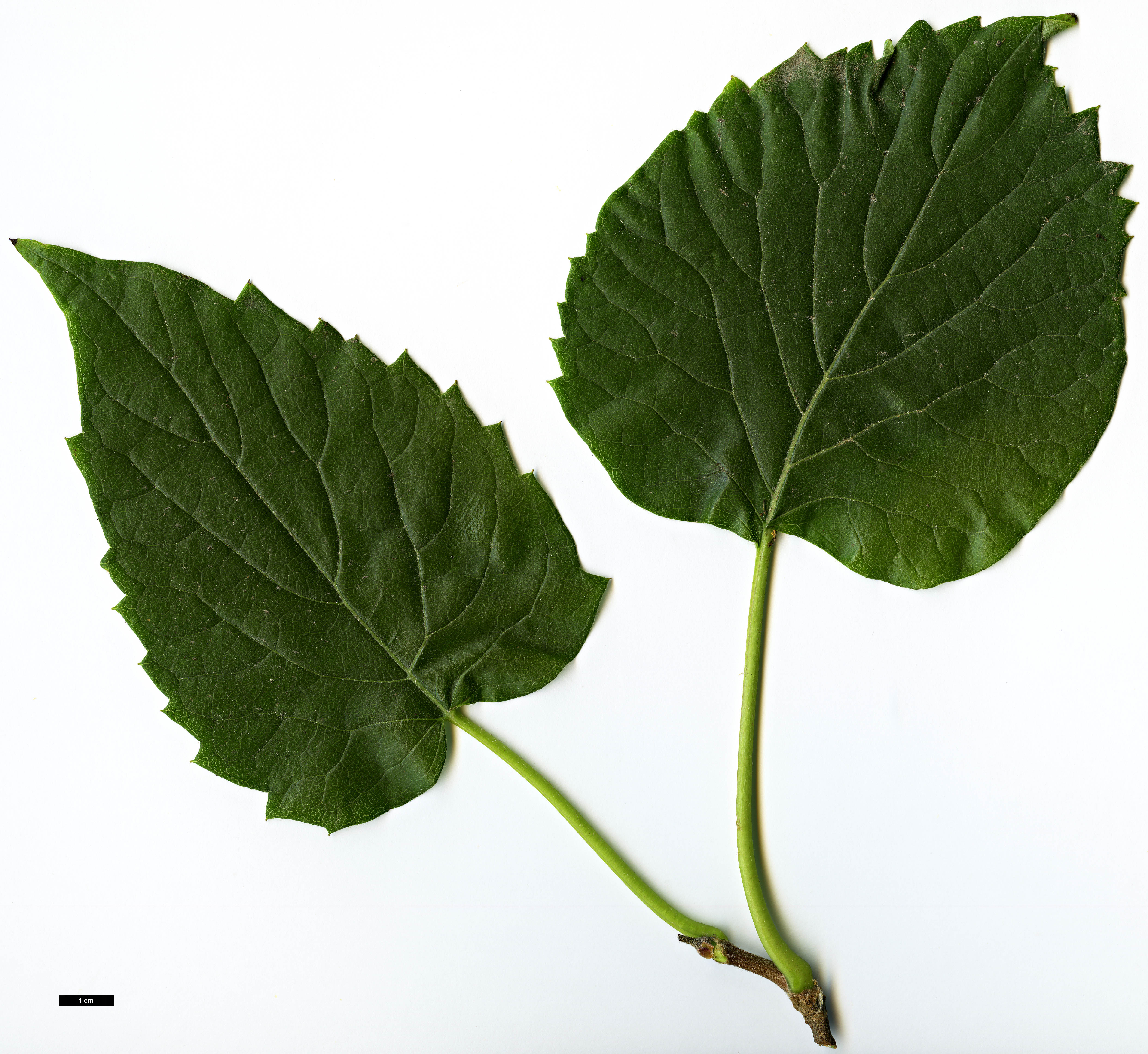 High resolution image: Family: Hydrangeaceae - Genus: Schizophragma - Taxon: hydrangeoides - SpeciesSub: f. quelpartensis